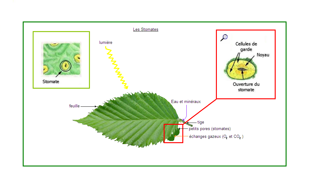 schema relation avec l'environnement